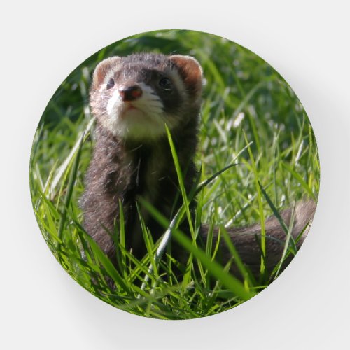 Sable Weasel Picture Cute Ferret Paperweight