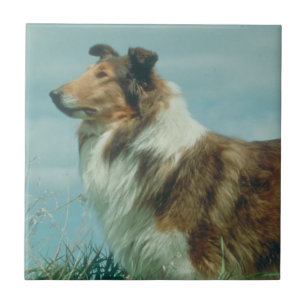 Sable & White Collie Rough Coat Tile