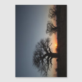 Sacred Baobabs (Front)