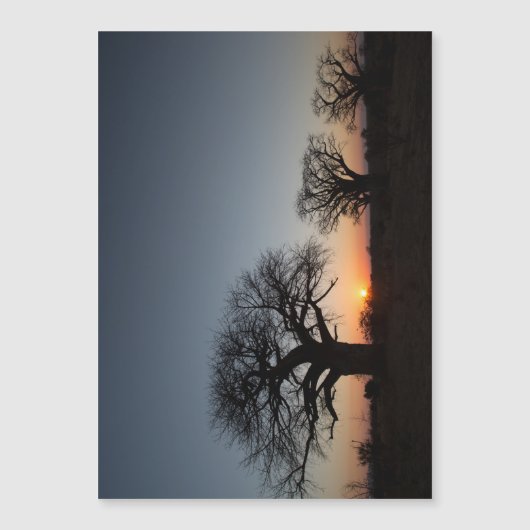 Sacred Baobabs (Front)