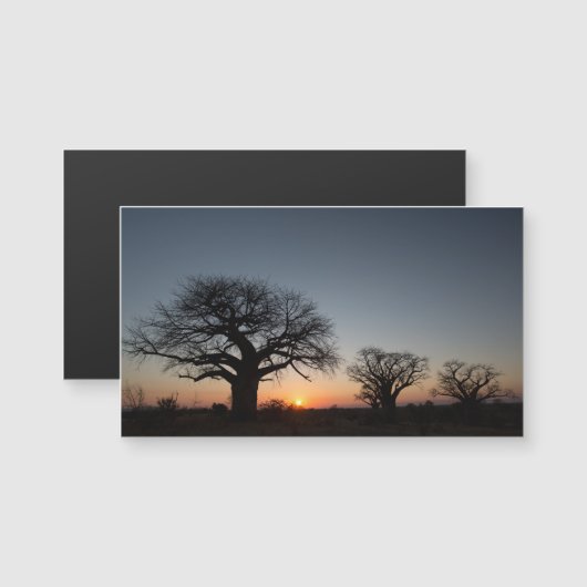 Sacred Baobabs (Front/Back)