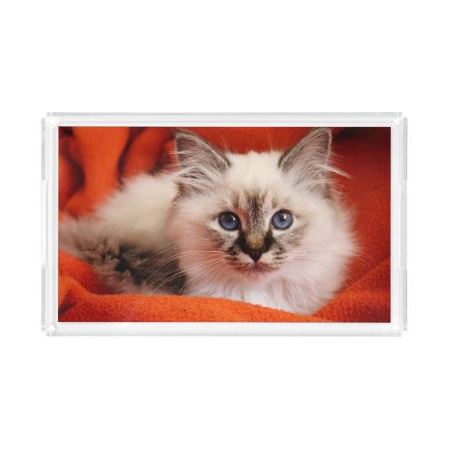 Sacred Birman Kitten Acrylic Tray (Front)