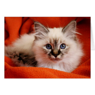 Sacred Birman Kitten Cards