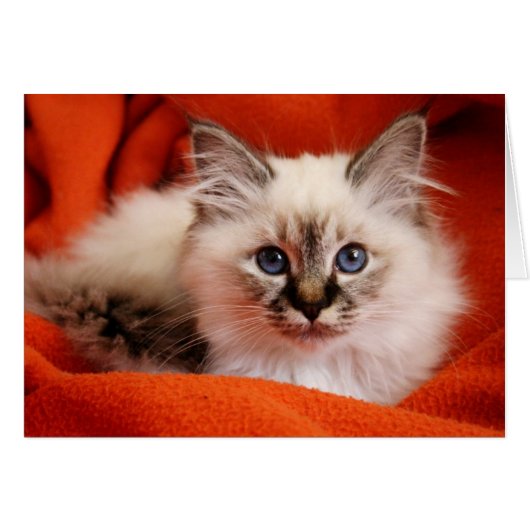 Sacred Birman Kitten Cards (Front Horizontal)