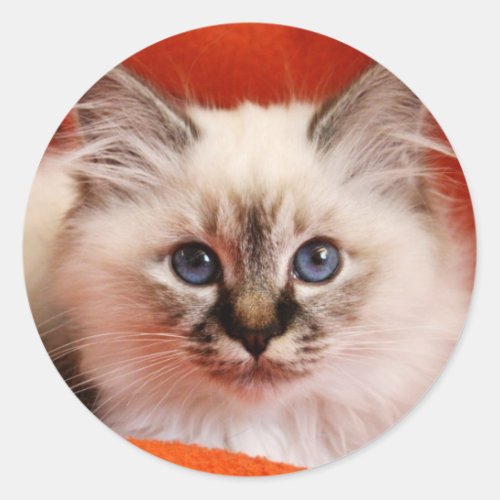 Sacred Birman Kitten Classic Round Sticker