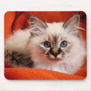 Sacred Birman Kitten Mouse Pad
