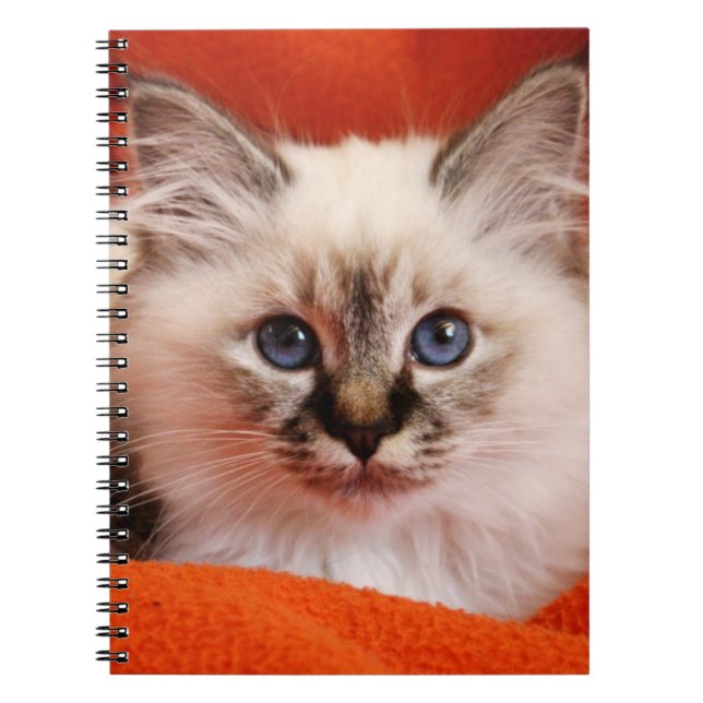 Sacred Birman Kitten Notebook (Front)