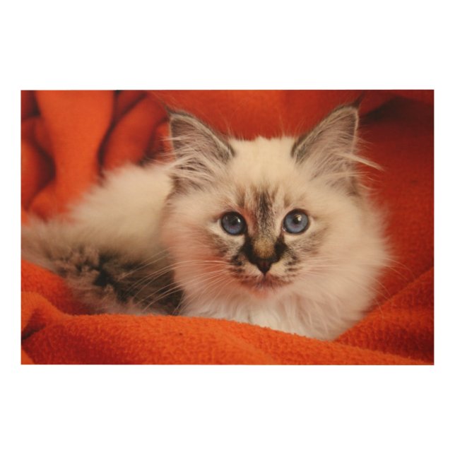 Sacred Birman Kitten Wood Wall Art (Front)