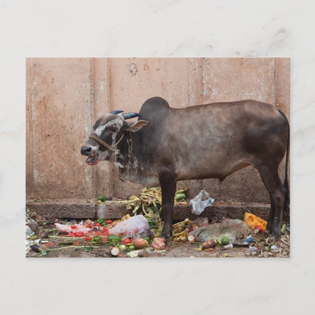 Sacred Cow in India feeding on garbage Postcard (Front)