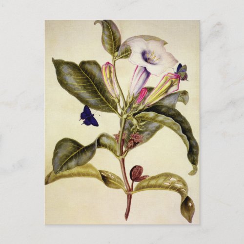  Sacred datura and blue butterfly  Postcard