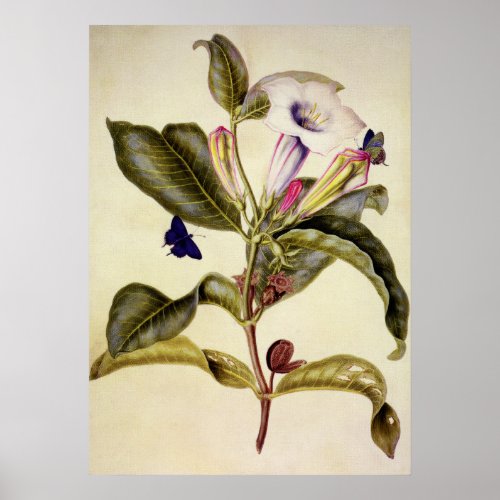  Sacred datura and blue butterfly Poster