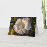 Sacred Datura Flower Desert Wildflower Card