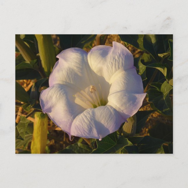 Sacred Datura Flower Desert Wildflower Postcard (Front)