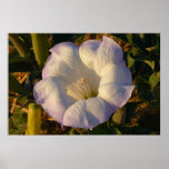 Sacred Datura Flower Desert Wildflower Poster