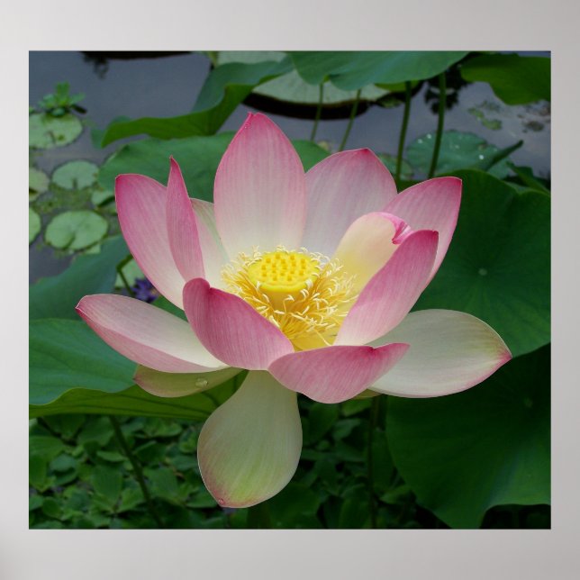 Sacred Lotus Flower Nelumbo Nucifera Poster (Front)