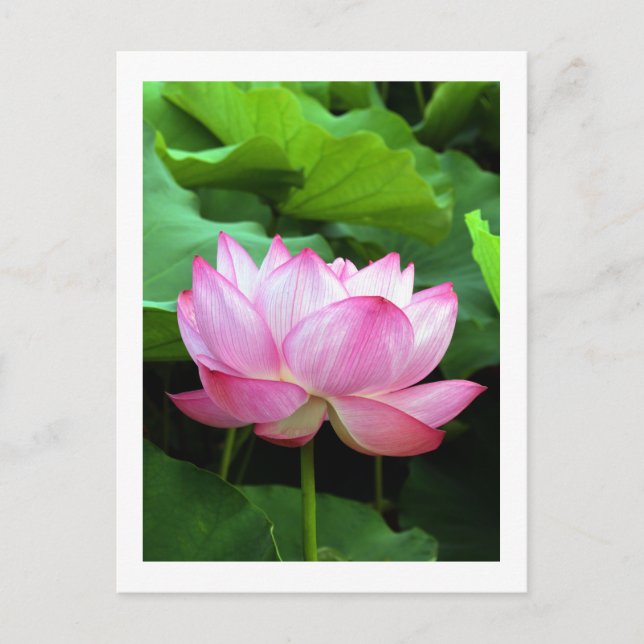 Sacred Lotus: Japan Postcard (Front)