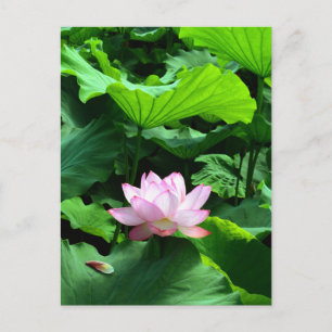 Sacred Lotus: Japan Postcard
