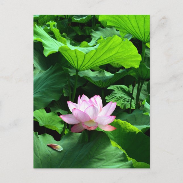 Sacred Lotus: Japan Postcard (Front)