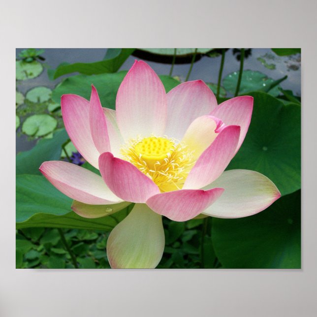 "Sacred Lotus" Poster (Front)