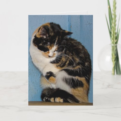 Sad Calico Cat belated birthday Card