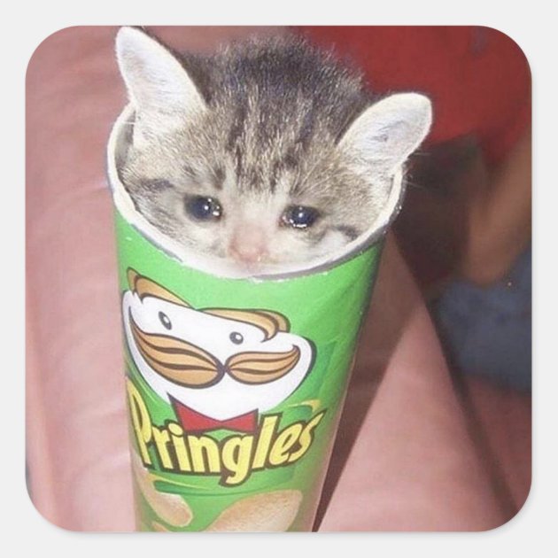 sad cat in pringles can square sticker Zazzle