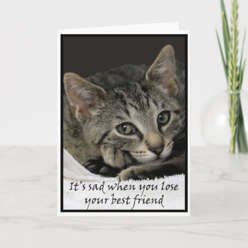 Sad cat offers condolences on the loss of a pet card