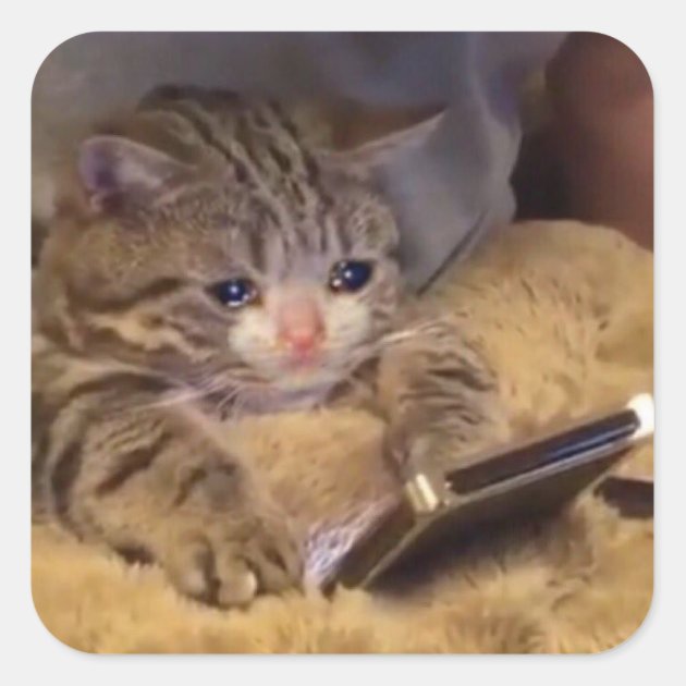 Sad cat discount looking at phone