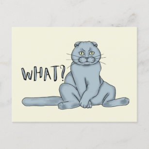 Sad cat - what? postcard