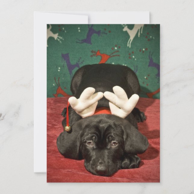 Sad Christmas pup Holiday Card (Front)
