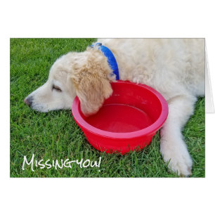 sad dog-missing you cards