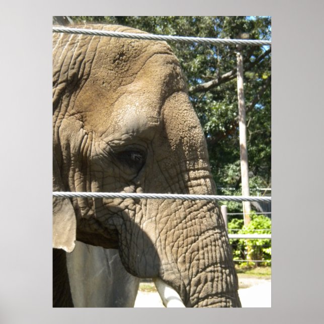 Sad Elephant Poster (Front)