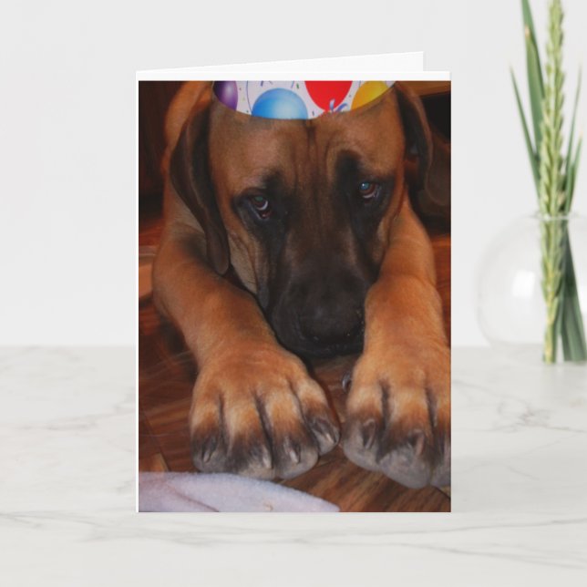 Sad English Mastiff Wearing Birthday Party Hat Card (Front)
