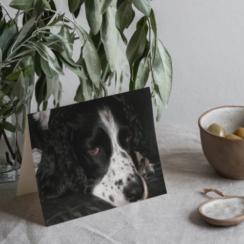 Sad English Springer Spaniel Dog Get Well Card