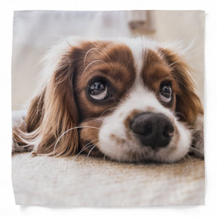 Sad-Eyed Cocker Spaniel Dog Bandana