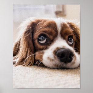 Sad-Eyed Cocker Spaniel Dog Poster