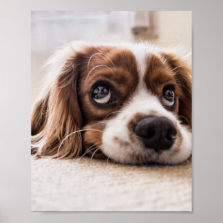 Sad-Eyed Cocker Spaniel Dog Poster