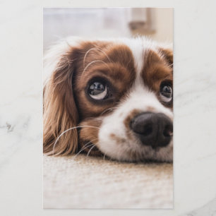 Sad-Eyed Cocker Spaniel Dog Stationery
