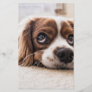 Sad-Eyed Cocker Spaniel Dog Stationery