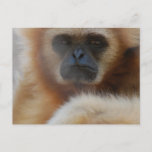 Sad Gibbon Postcard