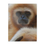 Sad Gibbon Postcard