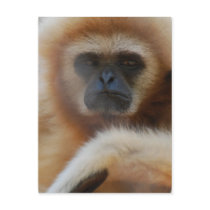 Sad Gibbon Postcard