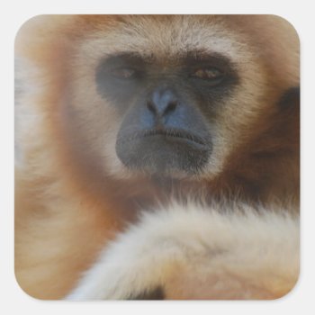 Sad Gibbon Stickers by WildlifeAnimals at Zazzle