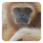 Sad Gibbon Stickers