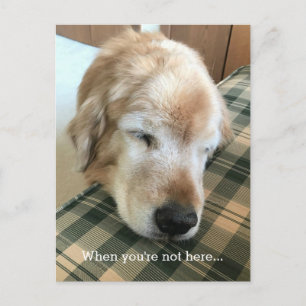 Sad Golden Retriever With Head on Chair Miss You Postcard