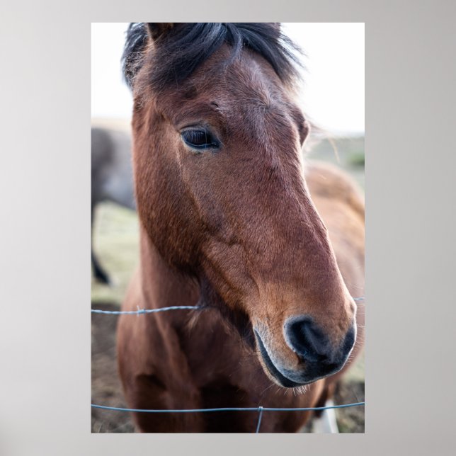SAD HORSE POSTER (Front)