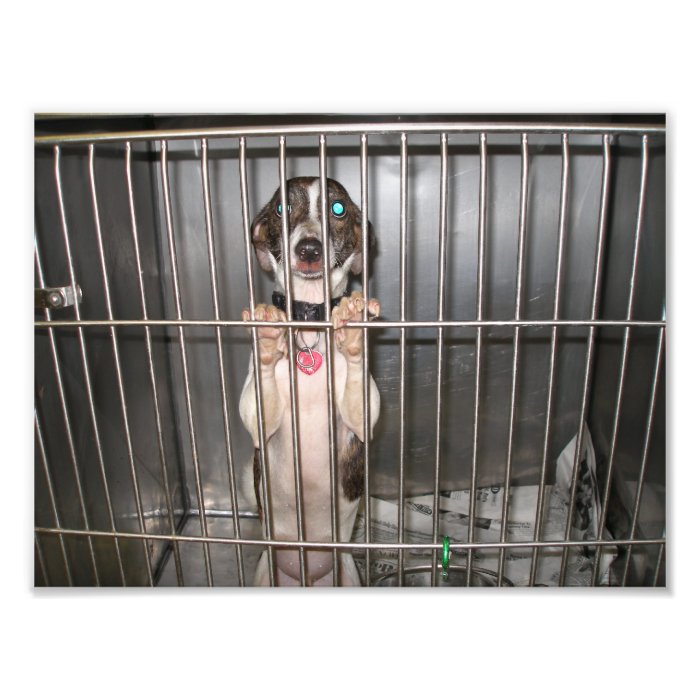 Sad Italian Greyhound Mix With Paws on Cage Photographic Print