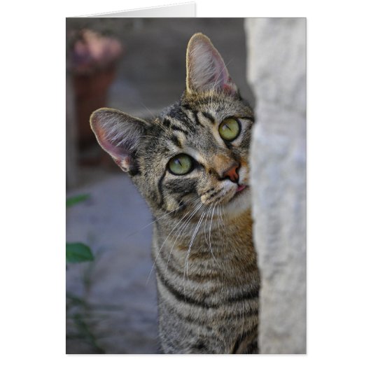 Sad Kitty (bengal cat) Cards (Front)