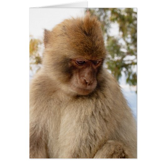 Sad monkey cards (Front)