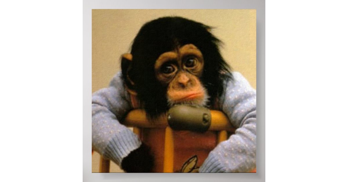 Sad monkey picture poster | Zazzle