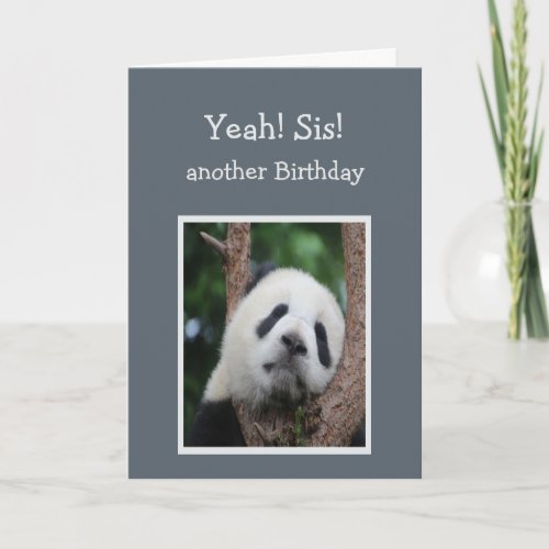 Sad Panda Bear Happy Birthday Sister Humor Card
